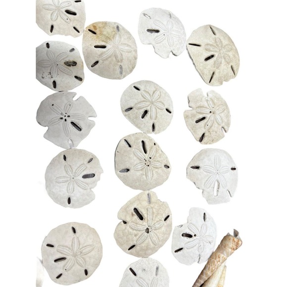 Sand Dollar Lot 45 Pieces Plus Beach Decor Sea Shells - Picture 5 of 13